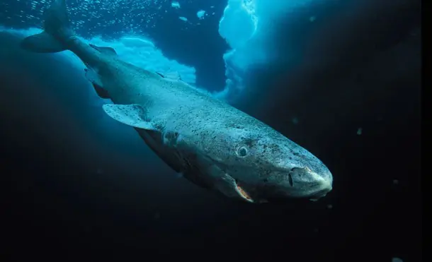 Tiburón de Groenlandia el vertebrado más longevo del planeta