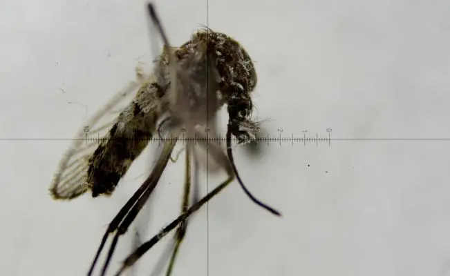 mosquito mosquito