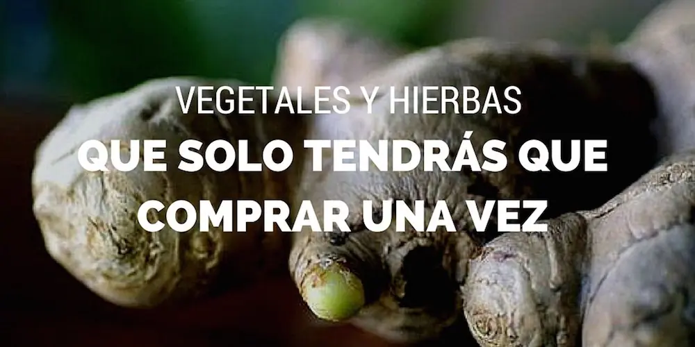 19 vegetales y hierbas que solo tendrás que comprar una vez