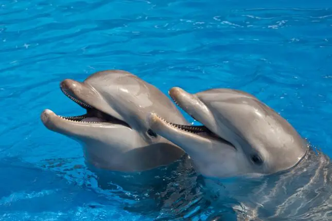 ballenas