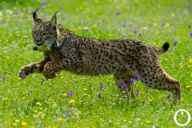 Mi top 10 animales increíbles con habilidades increibles
