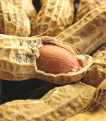 mas
