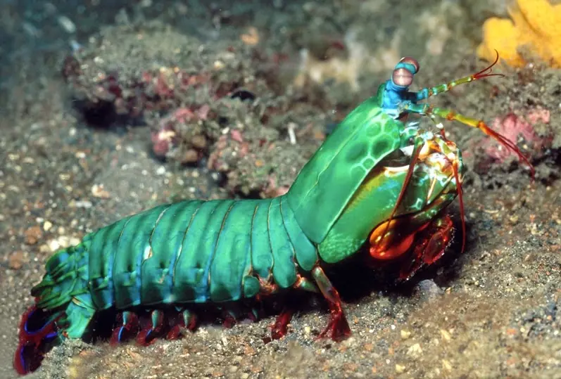 Mi top 10 animales increíbles con habilidades increibles