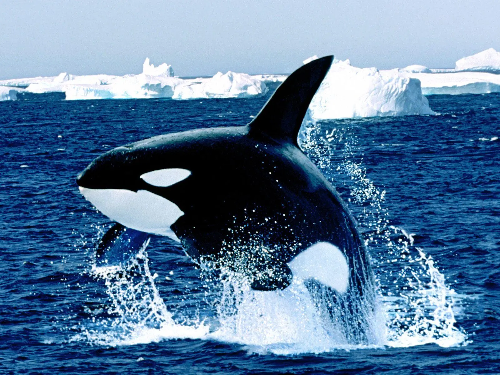 Mi top 10 animales increíbles con habilidades increibles