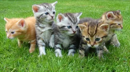 Estos son los 7 animales que transformaron la ciencia