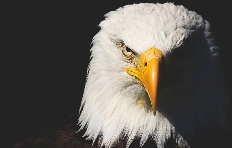 Águila Monera Filipina [información e imágenes]