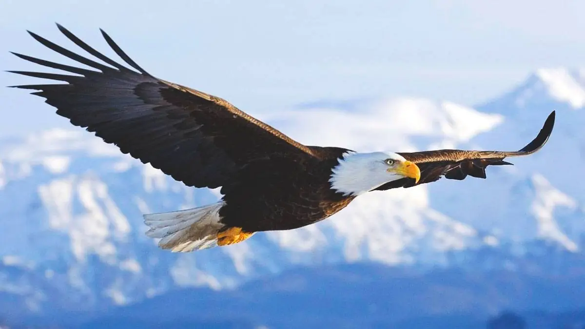 aguilas