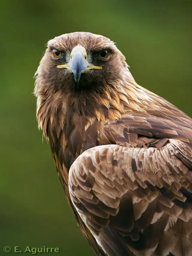 Águila Monera Filipina [información e imágenes]