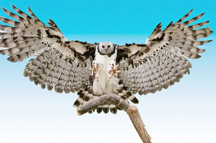aguila
