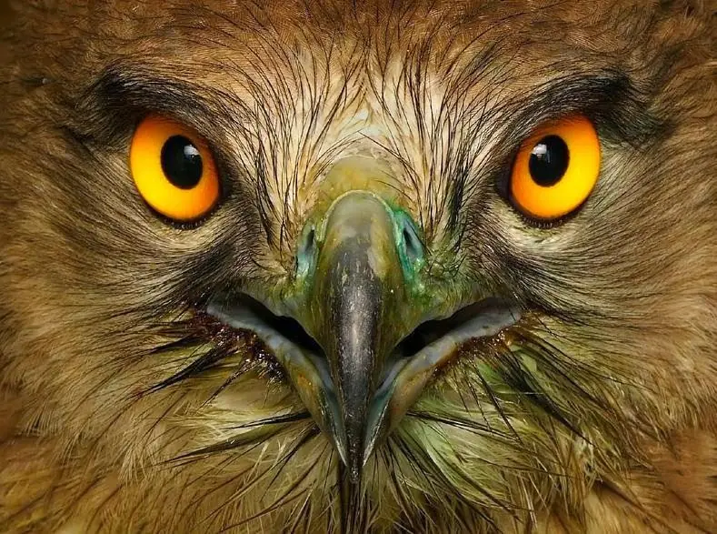 aguilas