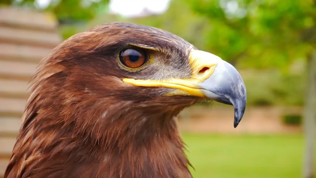 aguilas