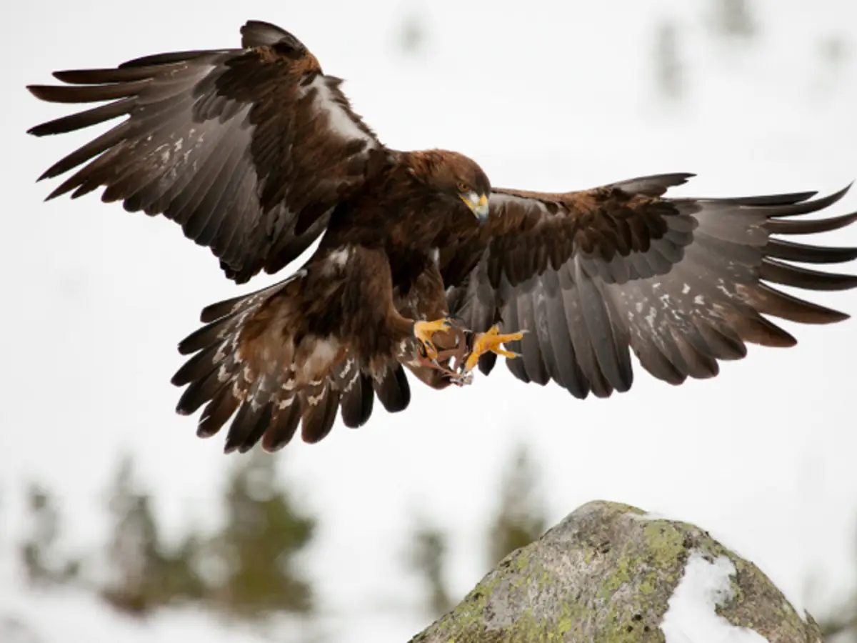 aguilas