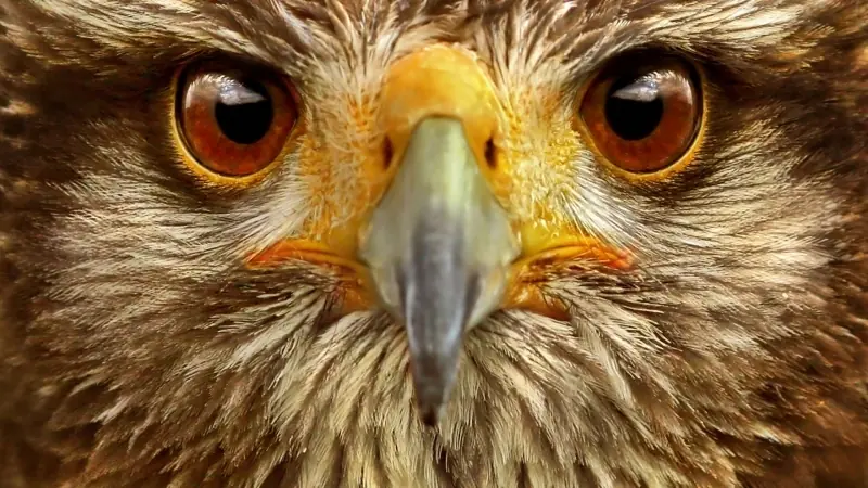 aguila