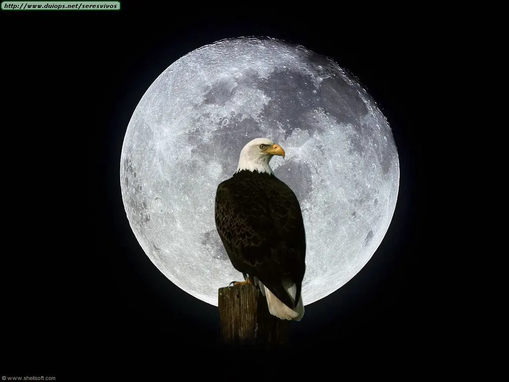 aguila