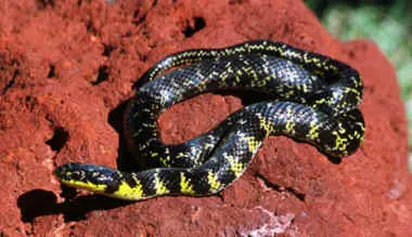 La Culebra Peñarol - Liophis poecilogyrus sublineatus