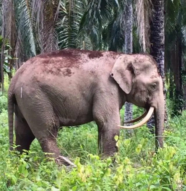 Descubren nueva especie de elefante en Malasia. imperdible Descubren nueva especie de elefante en Malasia. imperdible