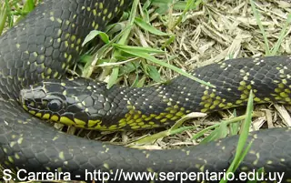 Serpiente
