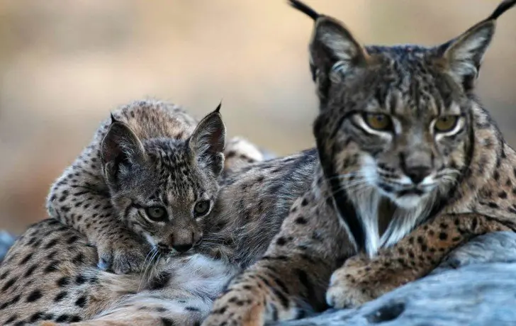 Lince, acá tenes la posta del famoso Lince