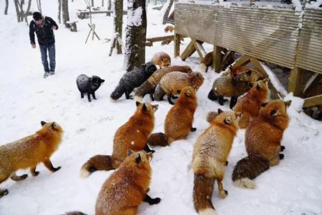 16 lugares del mundo dominados por animales