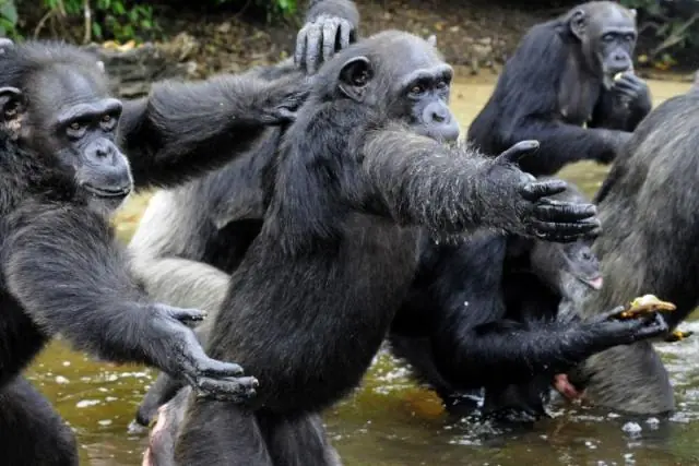 16 lugares del mundo dominados por animales