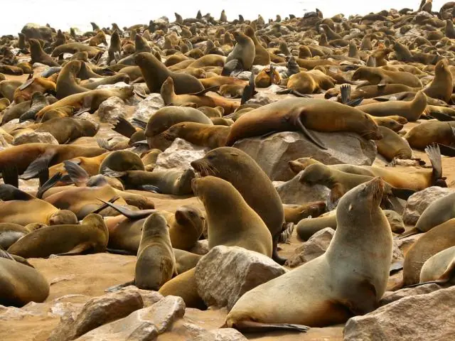 animales