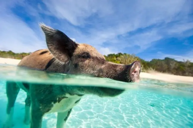 animales