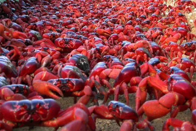 16 lugares del mundo dominados por animales