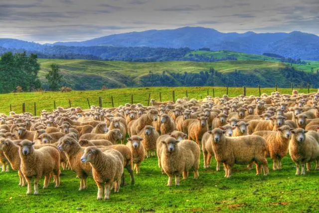 animales