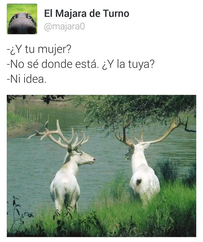 tweets