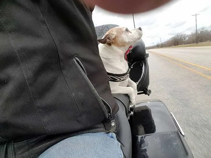 perro