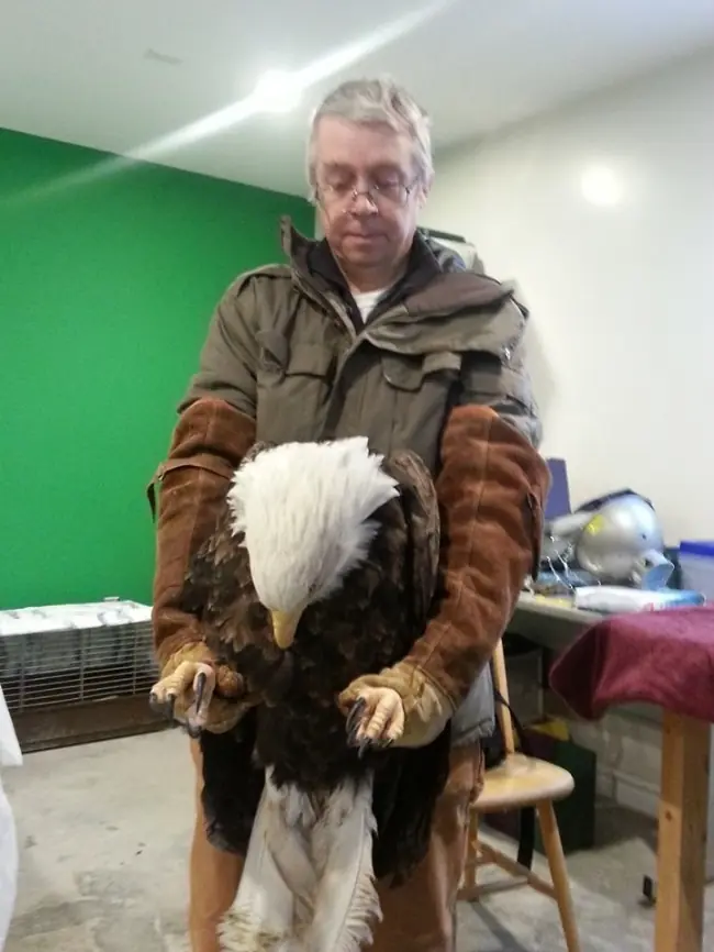 Águila fiel esperó una semana a su novia afuera de un hospit