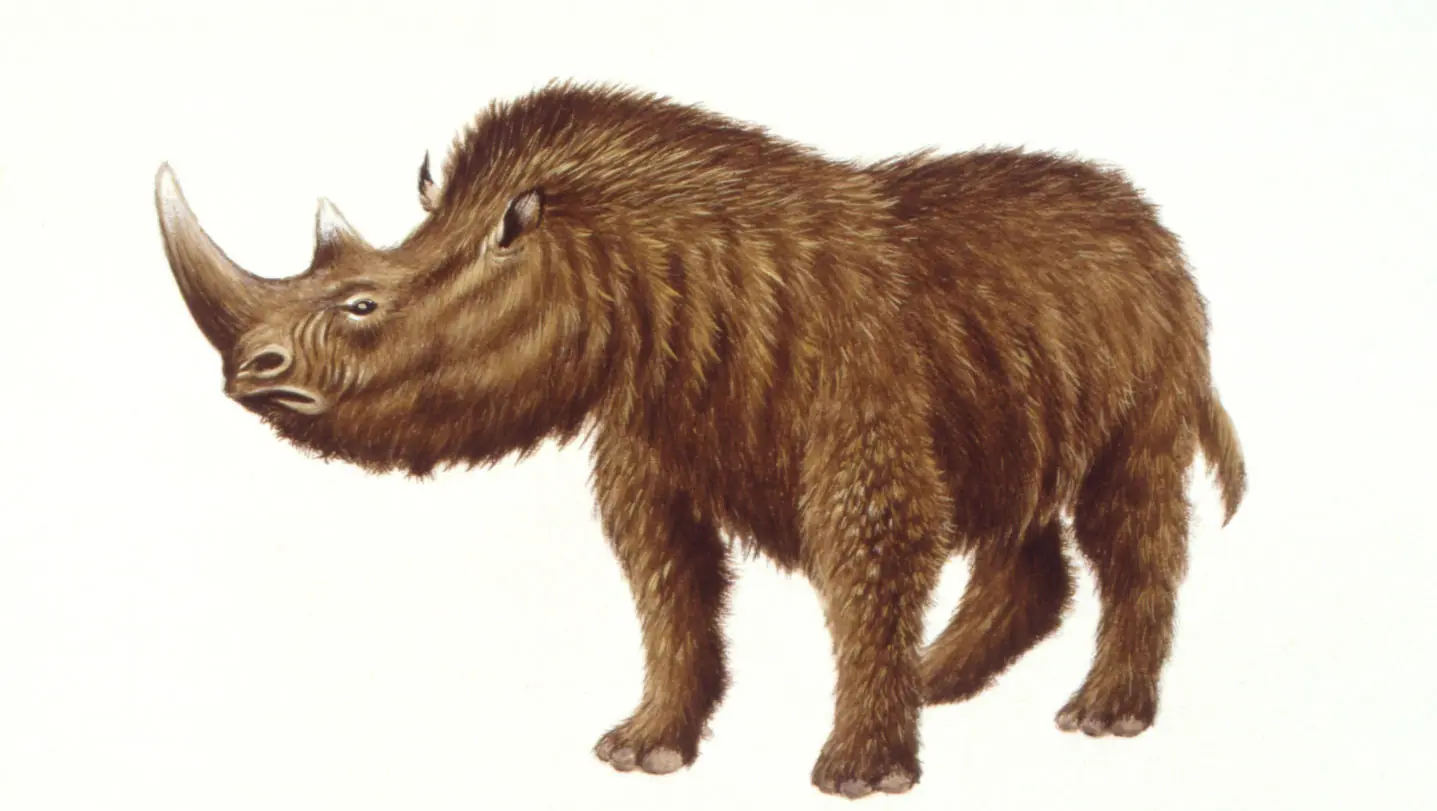 Rinoceronte