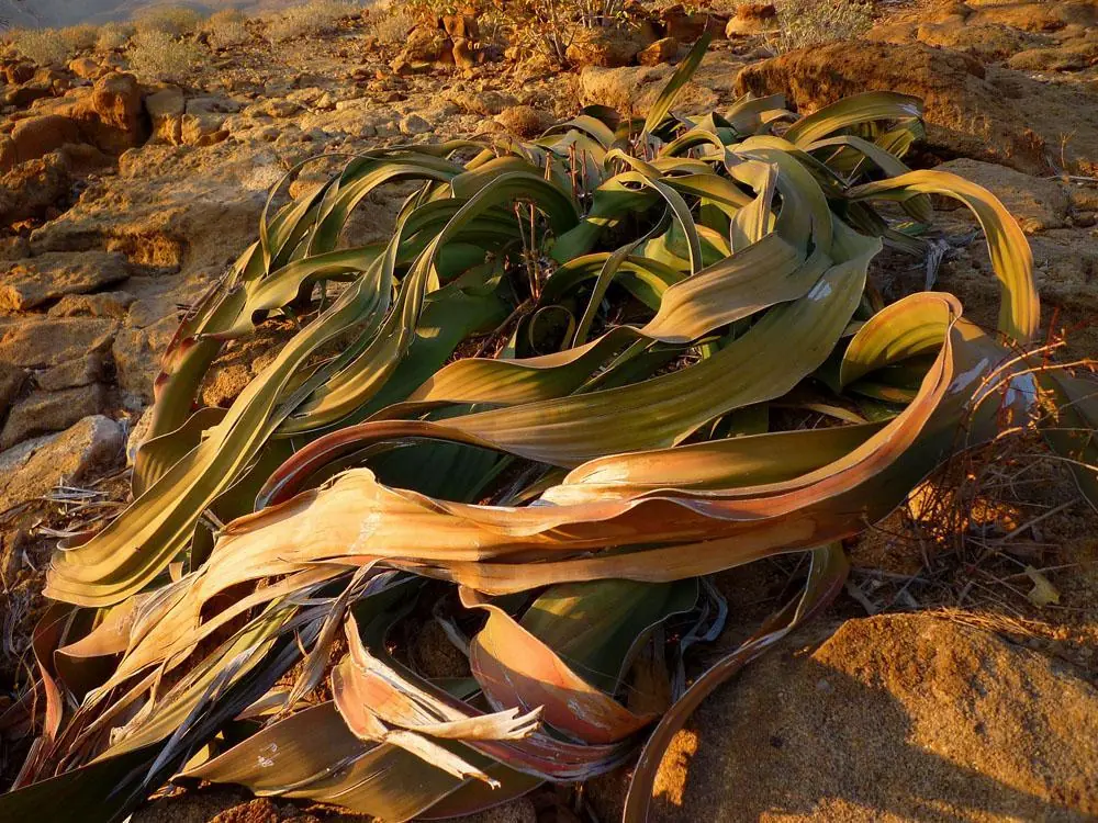 plantas raras en el mundo
