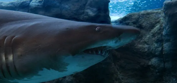 tiburones