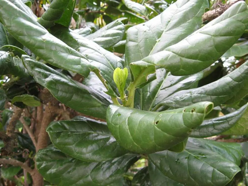 plantas raras