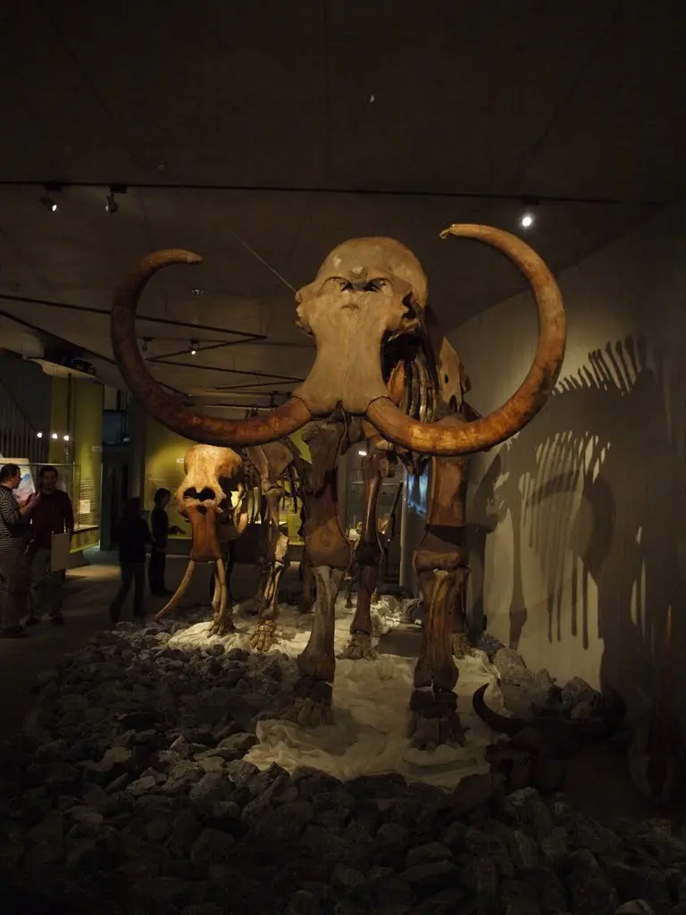 Megafauna