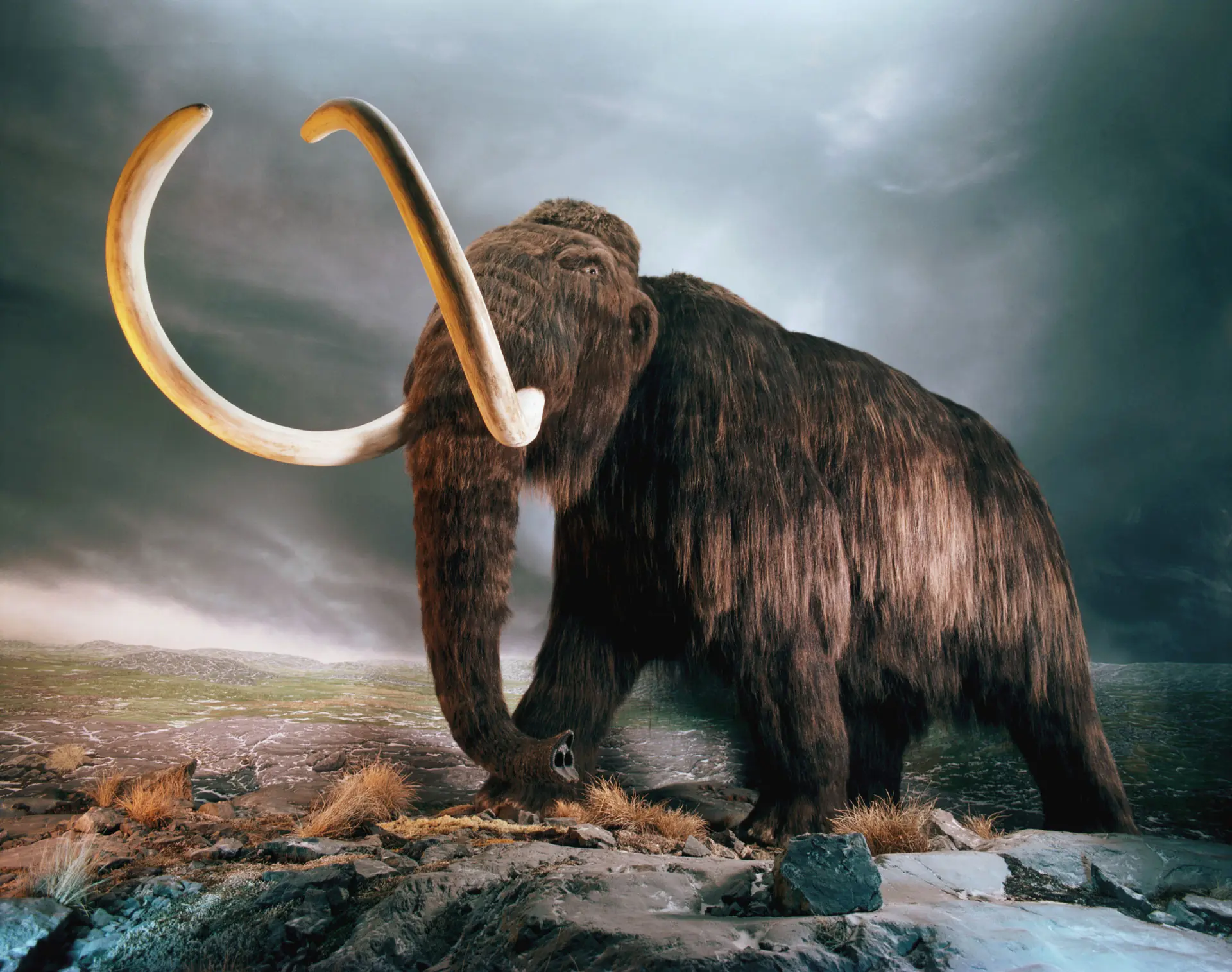 El Hombre Extinguió los Animales Gigantes?