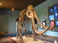 Mamut