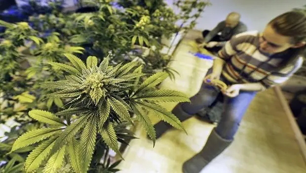 10 Grandes beneficios de la marihuana