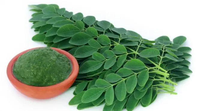 La moringa cura mas de 100 enfermedades y las previene