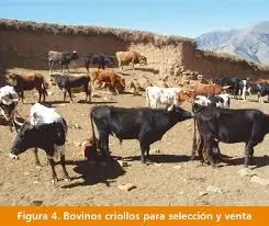 Inmigración alemana en el Perú