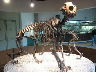 oso cavernario oso cavernario