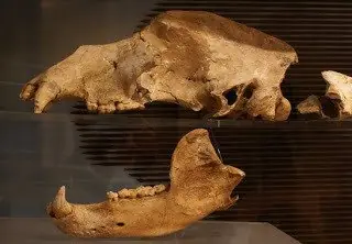 animales de las cavernas