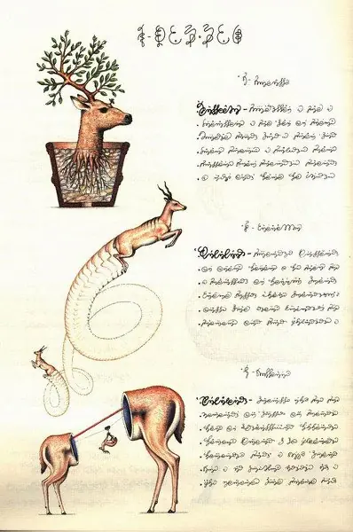 Codex