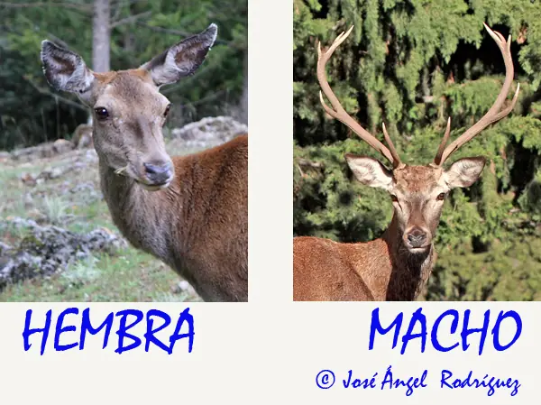 Diformismo sexual en las especies (Megapost)
