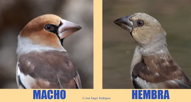 macho