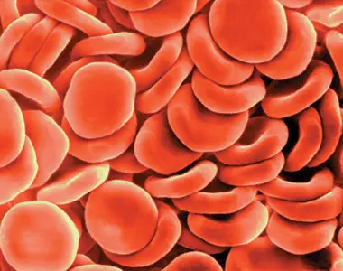 ¿Tenemos la sangre Azul? Entra y fijate... ¿Tenemos la sangre Azul? Entra y fijate...