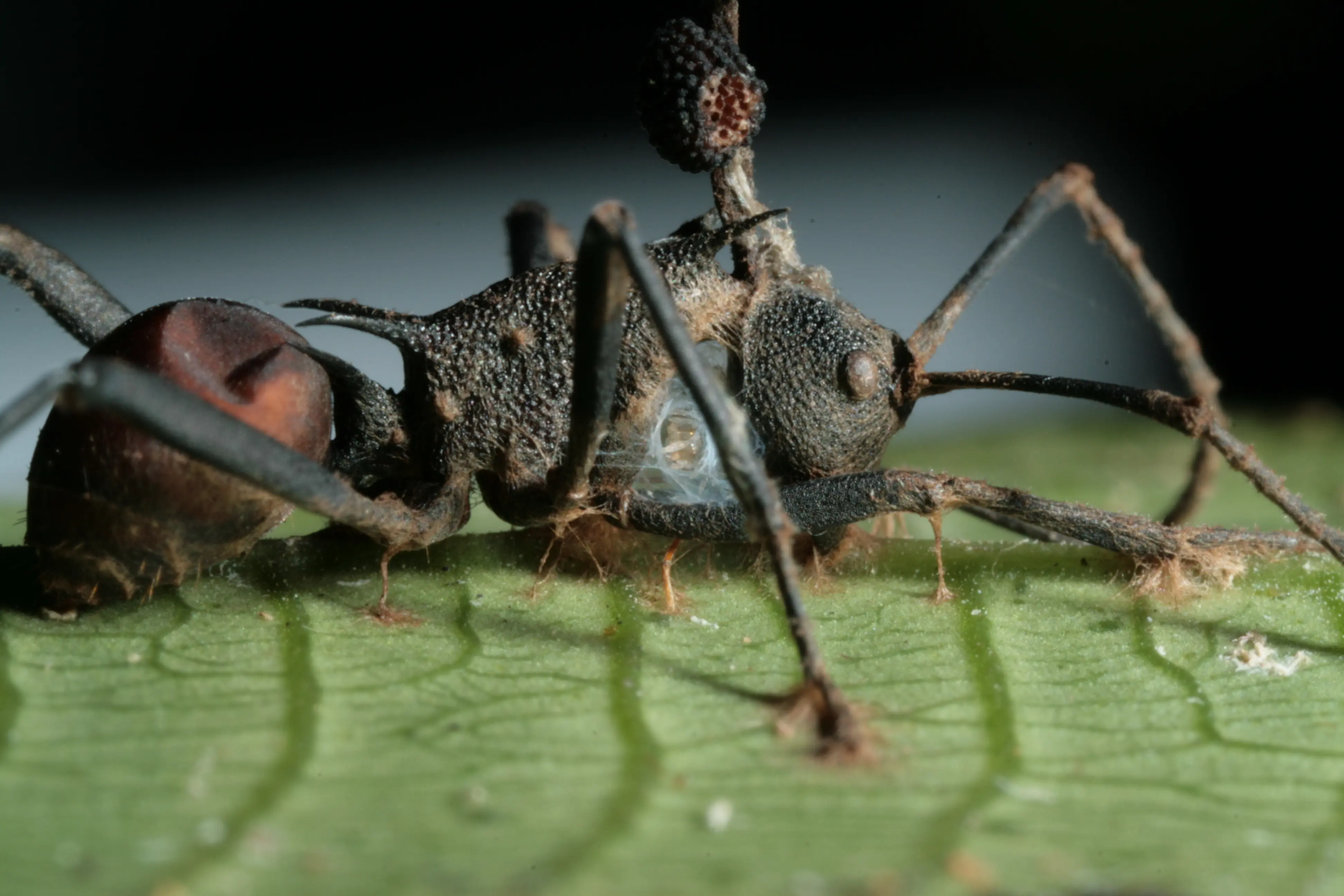parasito