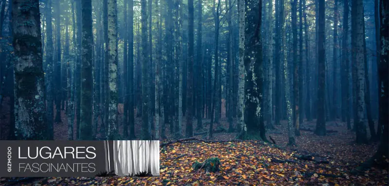 Bosque Hoia-Baciu, triángulo de las Bermudas de Transilvania