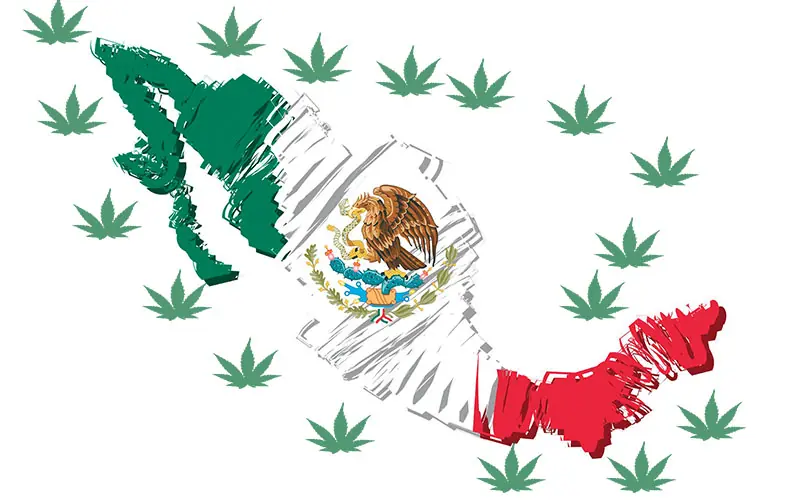 PROPUESTA DE LEY CANNABIS